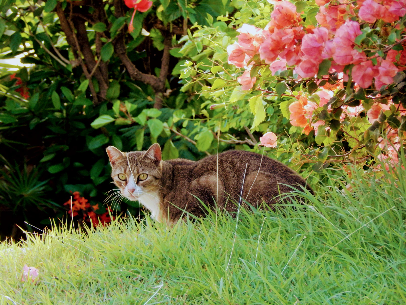 Gatto nell’erba accanto a fiori rosa