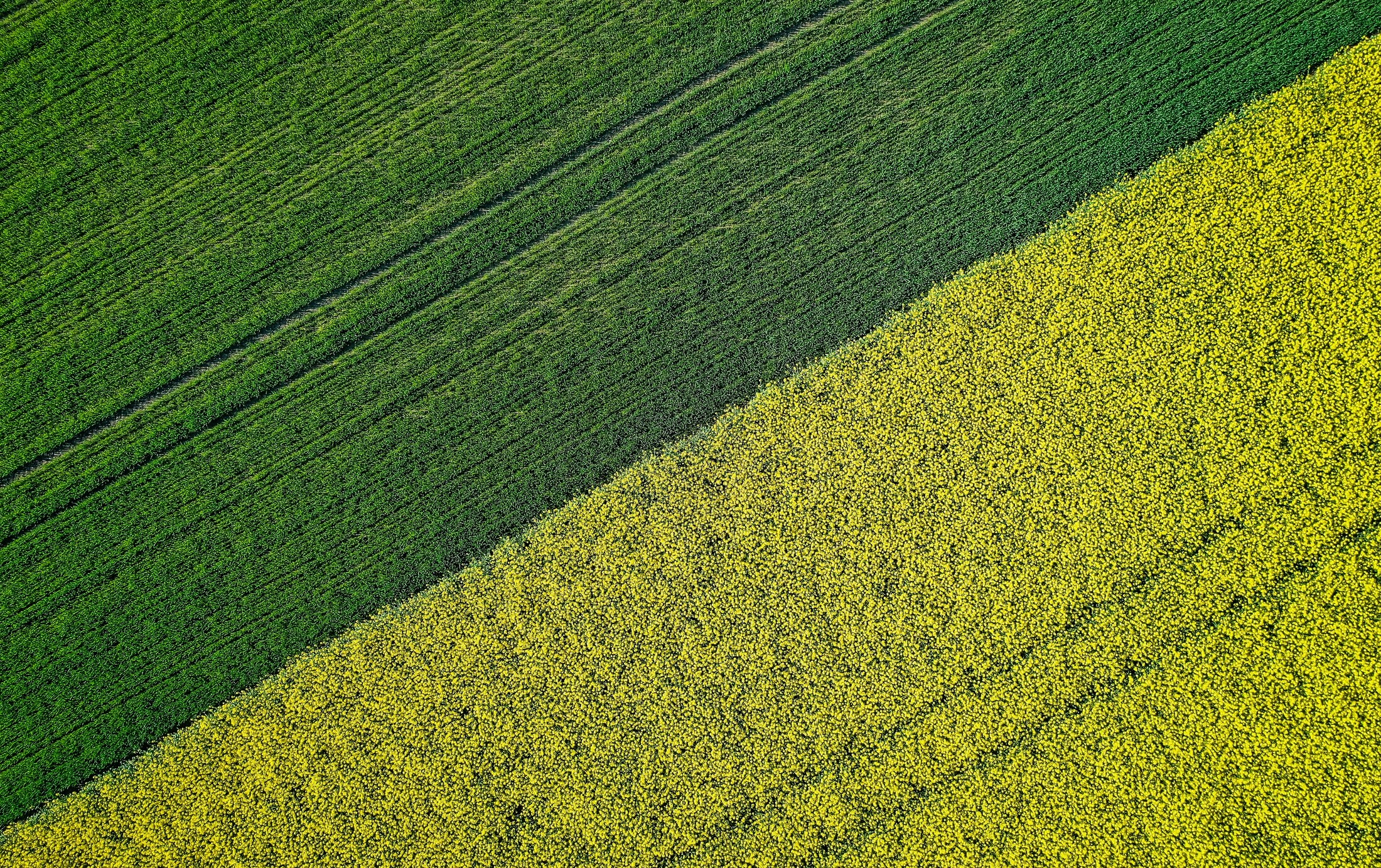Campi fotografati dall’alto con un drone; immagine illustrativa, non acquisizione satellitare o mappa multispettrale
