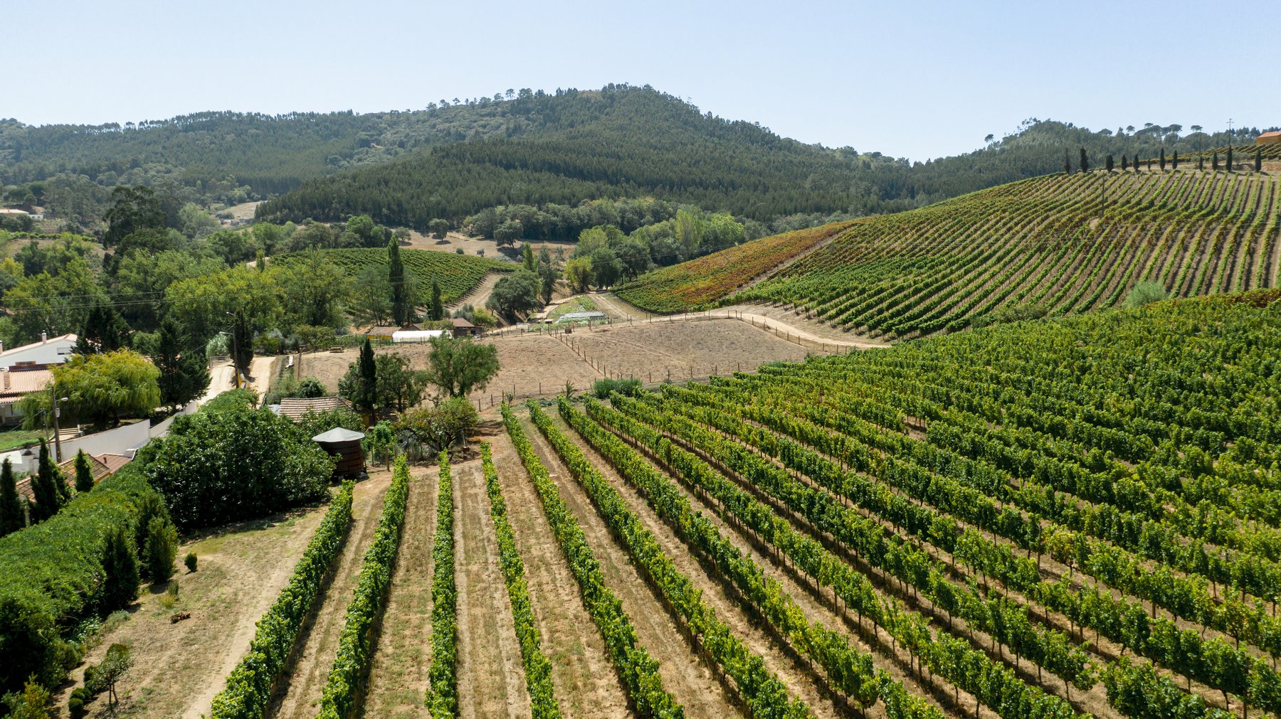 La geometria dei vigneti vista dall’alto