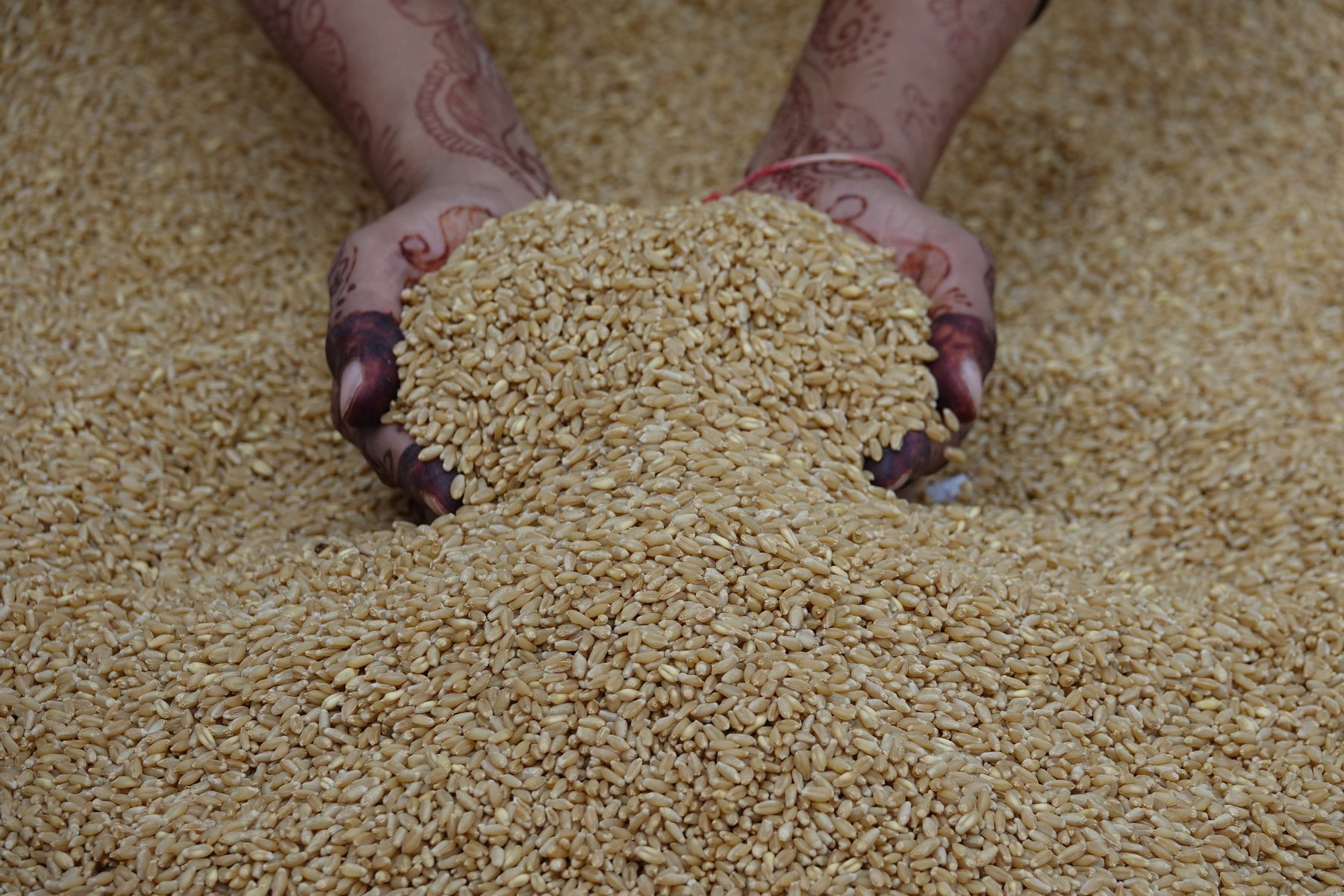 Chicchi di grano fra le mani; non documenta un mercato specifico