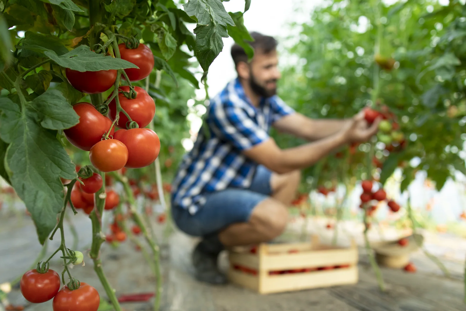 Raccolta di pomodori maturi in una serra